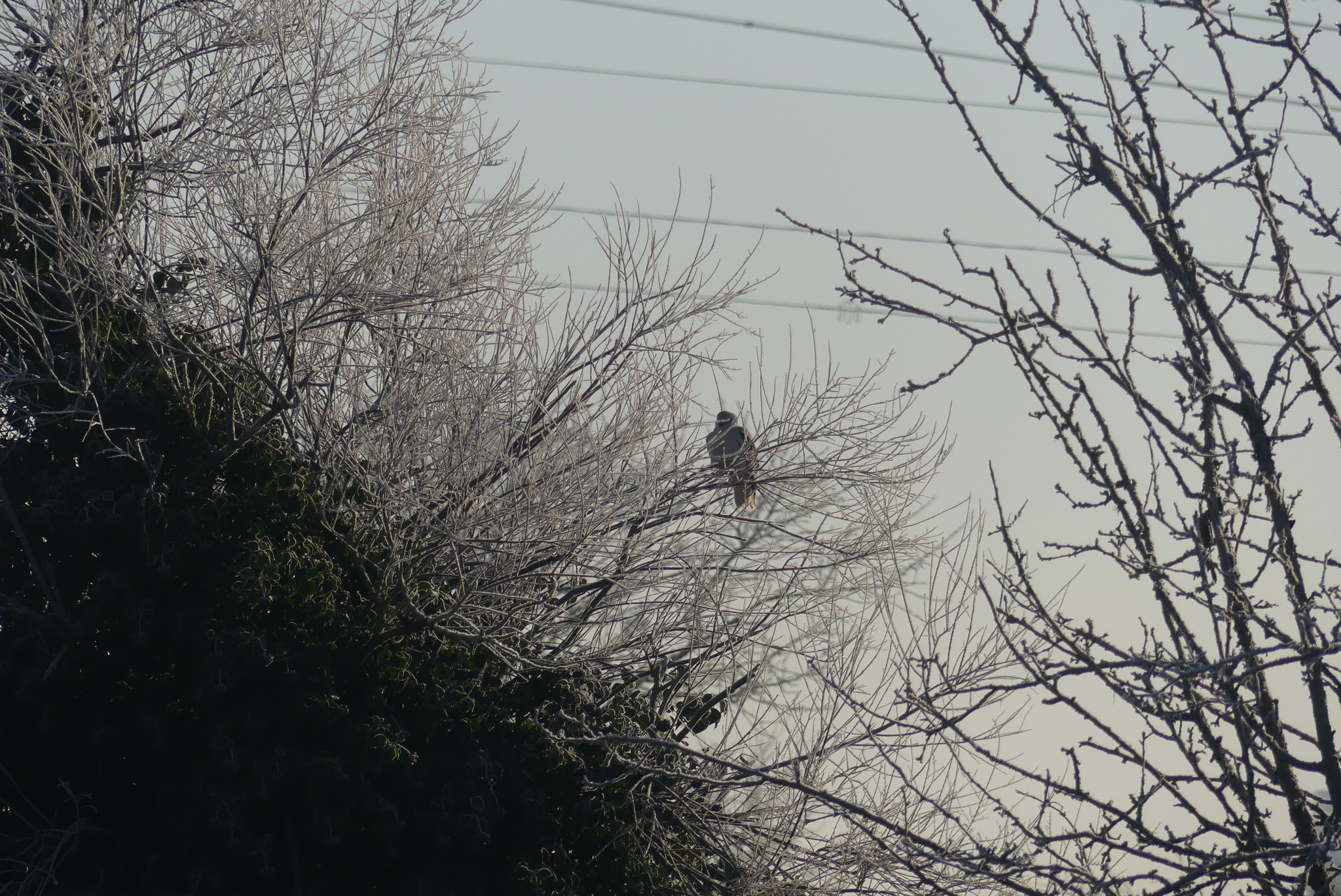 Black-winged Kite (Elanus caeruleus), photo 2