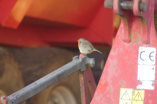 European Robin (Erithacus rubecula), photo 3