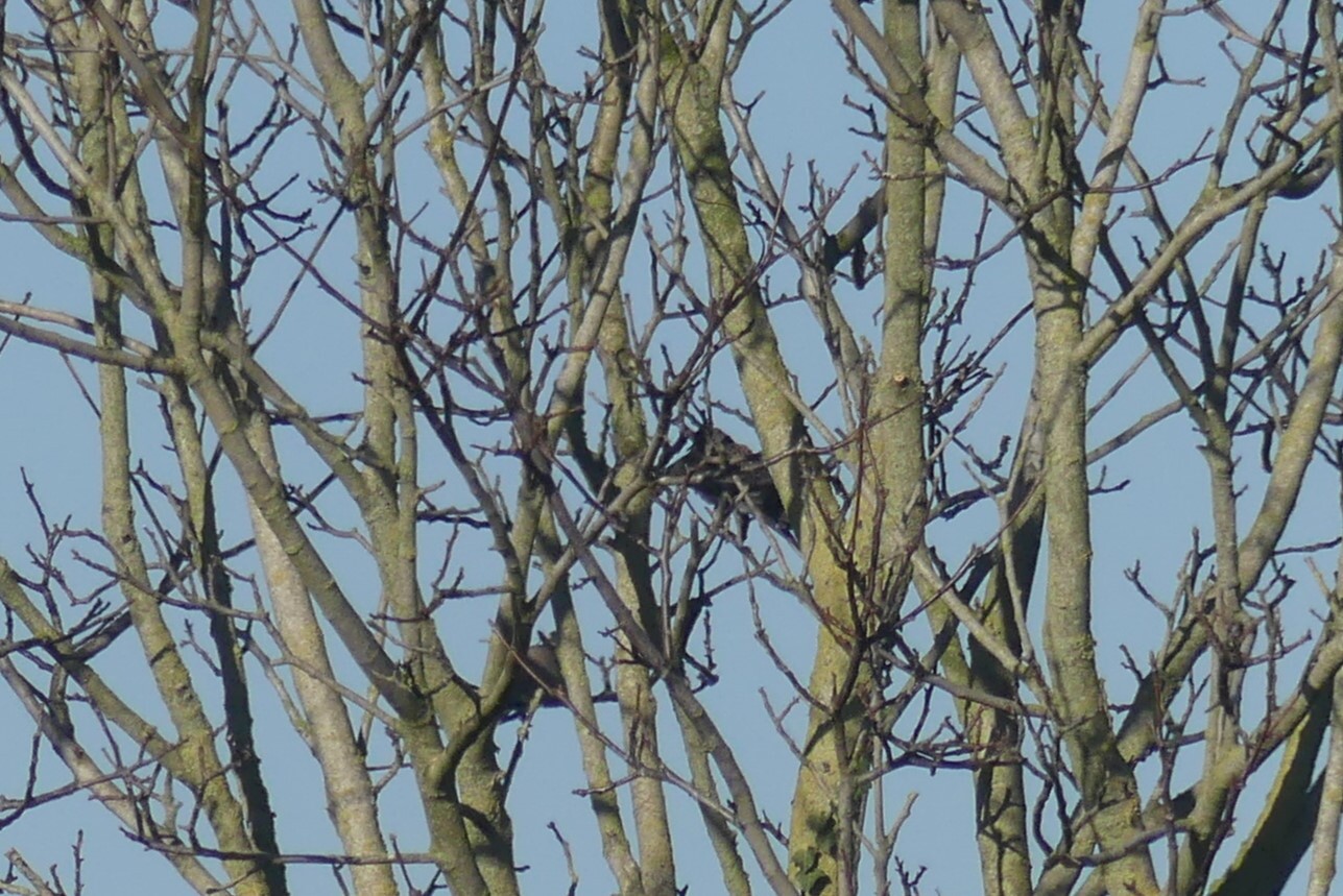 Oriental Turtle Dove (Streptopelia orientalis), photo 7