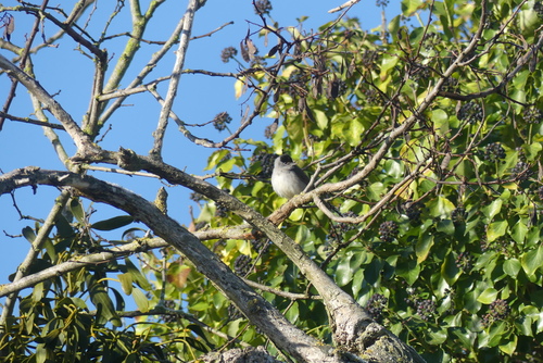 Eurasian Blackcap (Sylvia atricapilla), photo 5