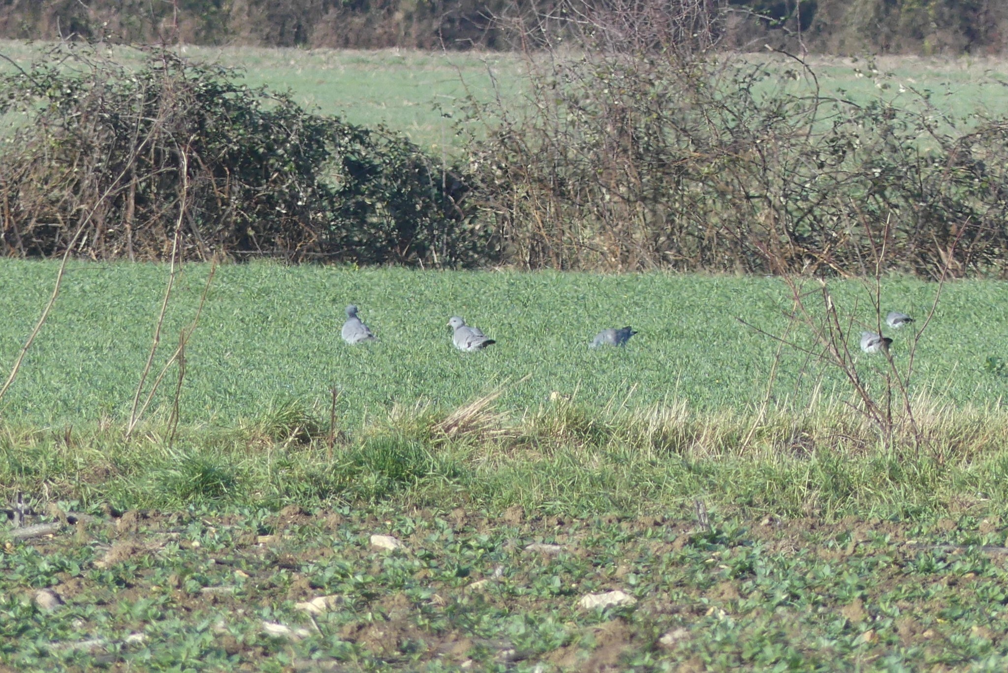 Stock Dove (Columba oenas), photo 4