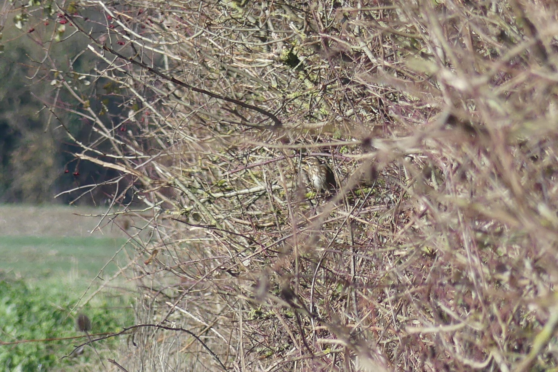 Redwing (Turdus iliacus), photo 3