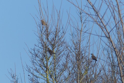 Redwing (Turdus iliacus), photo 7