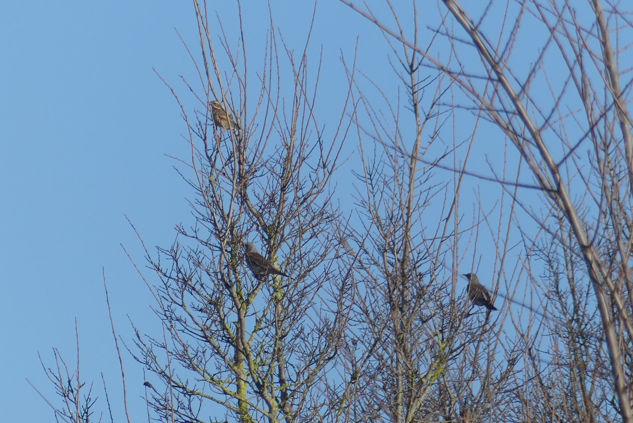 Redwing (Turdus iliacus), photo 7