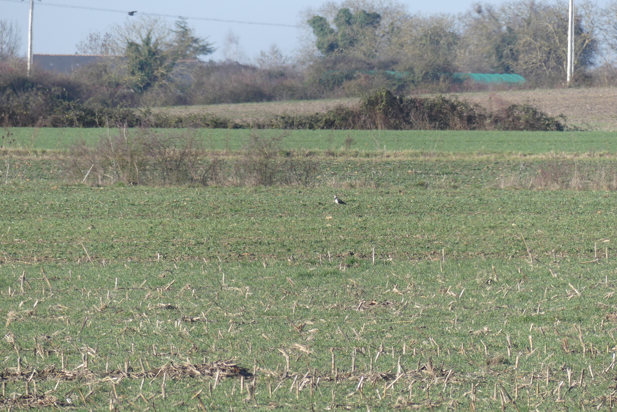 Northern Lapwing (Vanellus vanellus), photo 3
