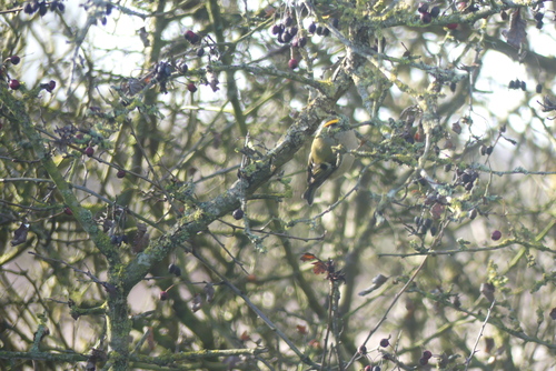 Goldcrest (Regulus regulus), photo 3