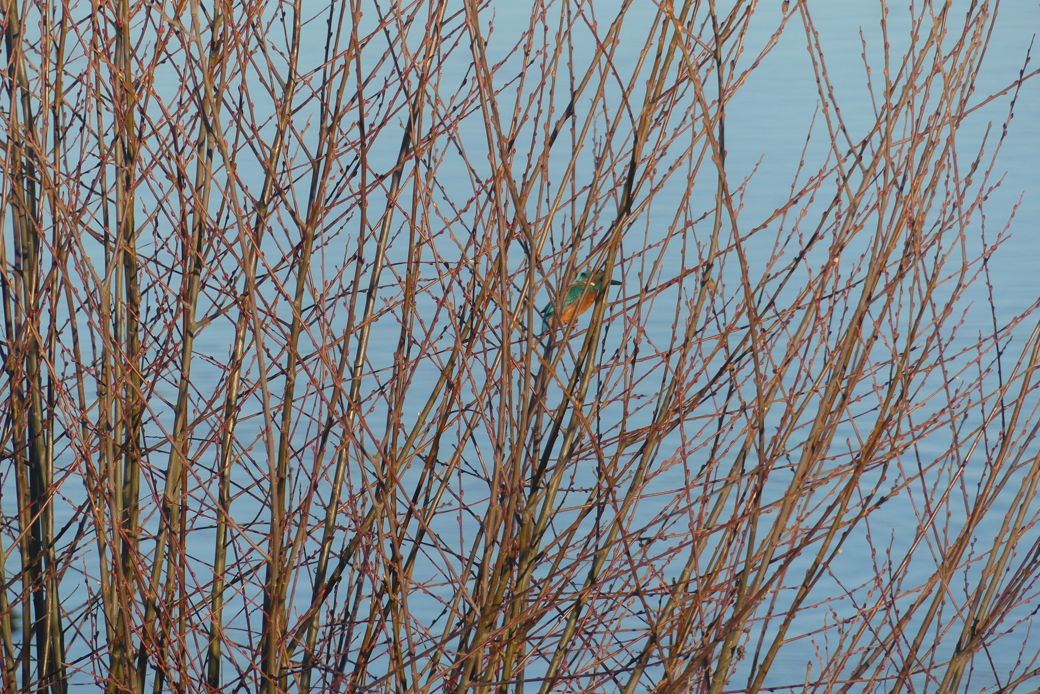 Common Kingfisher (Alcedo atthis), photo 1