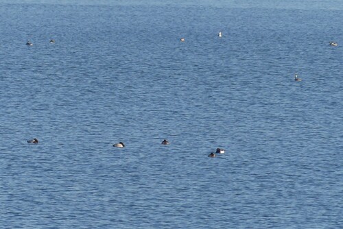Common Pochard (Aythya ferina), photo 4