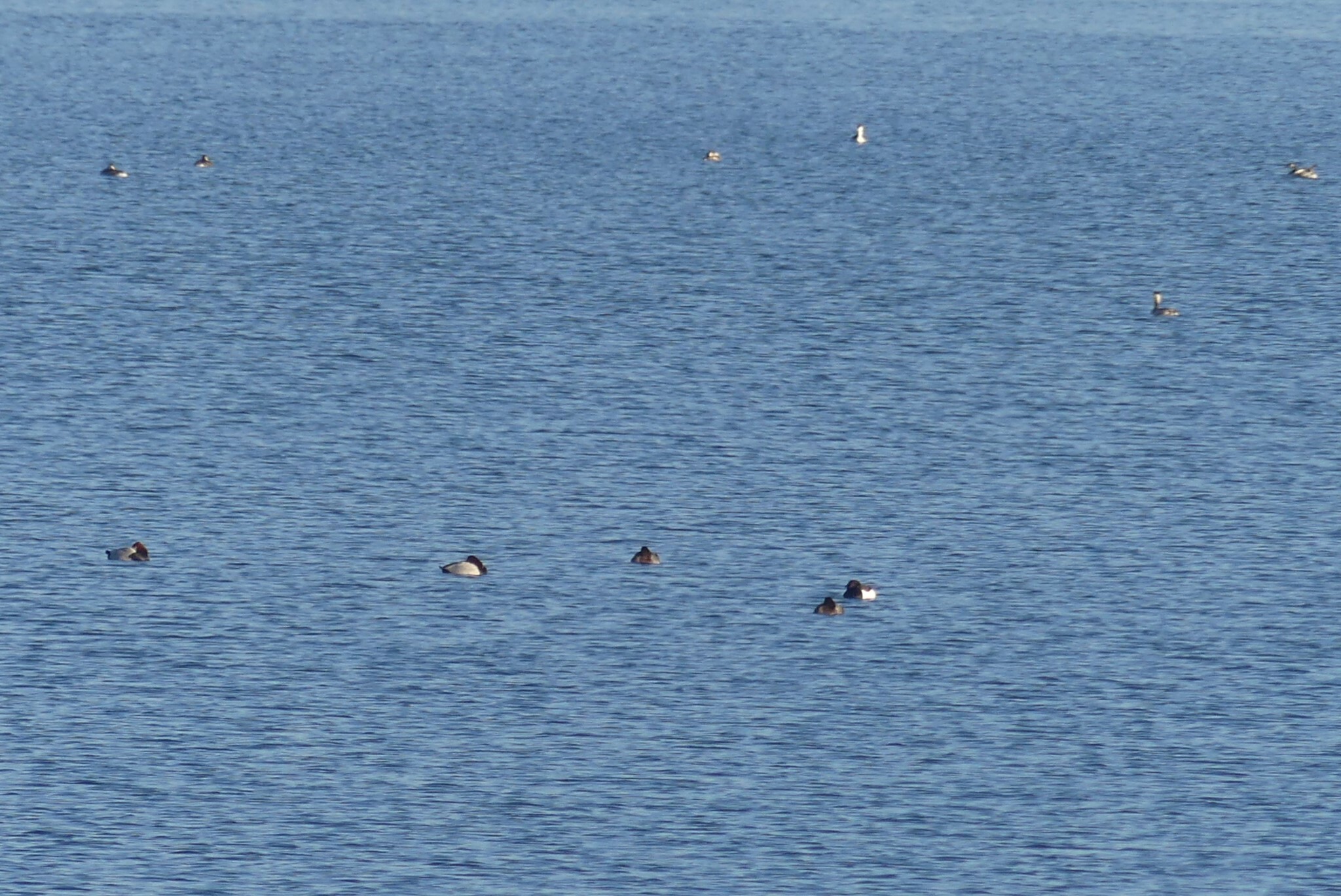 Great Crested Grebe (Podiceps cristatus), photo 8