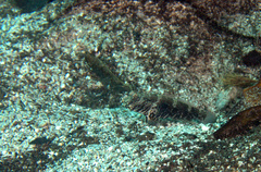 Cryptocentrus strigilliceps