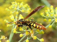 Polistes weyrauchorum