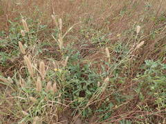 Launaea taraxacifolia