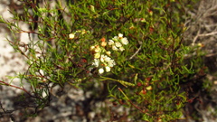 Polygonum dentoceras