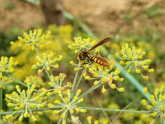 Polistes weyrauchorum