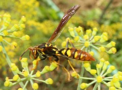Polistes weyrauchorum