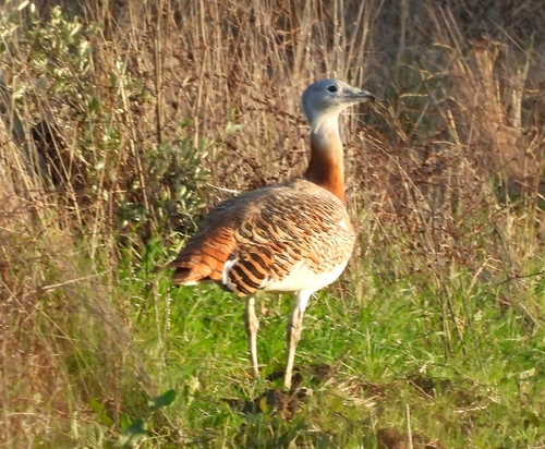 Great Bustard (Otis tarda)