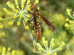 Polistes weyrauchorum