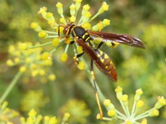Polistes weyrauchorum