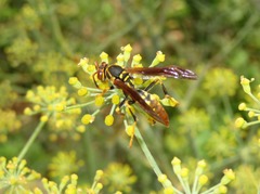Polistes weyrauchorum