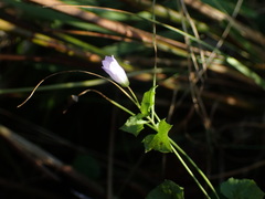 Hesperocodon hederaceus