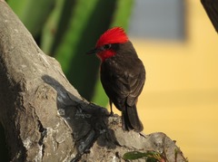 Pyrocephalus rubinus