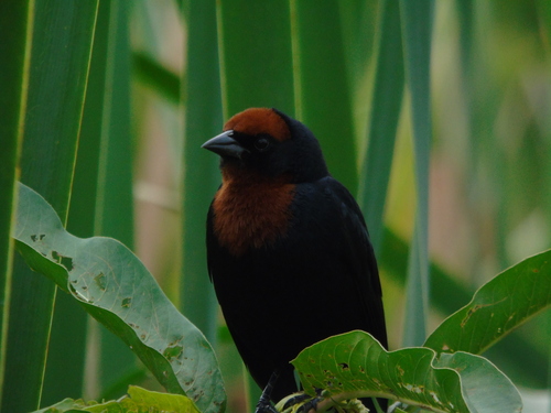 Chestnut-capped Blackbird (Chrysomus ruficapillus), photo 3