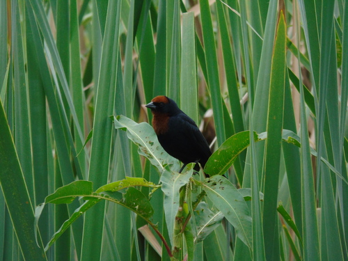 Chestnut-capped Blackbird (Chrysomus ruficapillus), photo 4