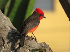 Pyrocephalus rubinus