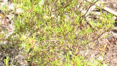 Polygonum dentoceras