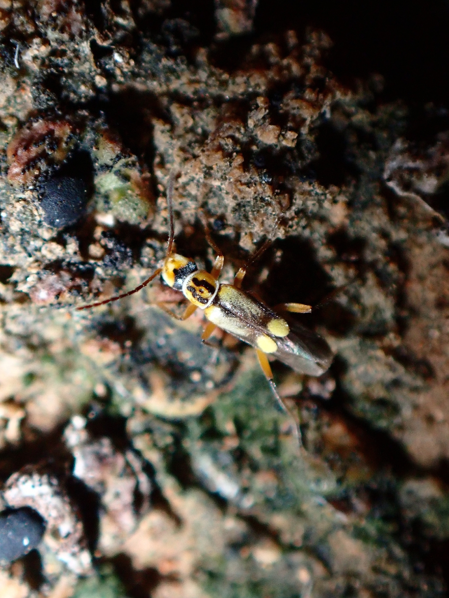 Malthinus mutabilis