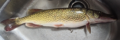 Chain pickerel (Esox niger) — Esocidae
