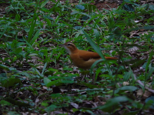 Pale-legged Hornero (Furnarius leucopus)
