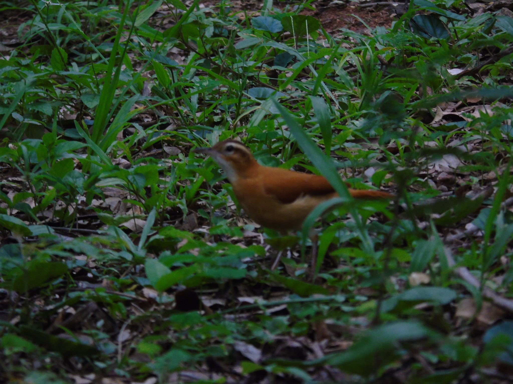 Pale-legged Hornero (Furnarius leucopus), photo 1