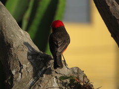 Pyrocephalus rubinus