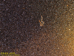 Orphnaeus brevilabiatus