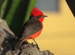 Pyrocephalus rubinus