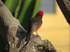 Pyrocephalus rubinus