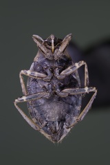 Belostoma testaceum