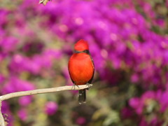 Pyrocephalus rubinus