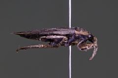 Belostoma testaceum