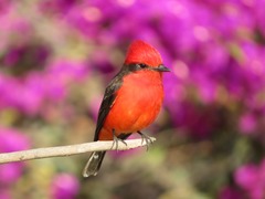 Pyrocephalus rubinus