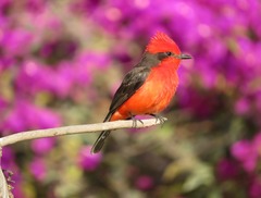 Pyrocephalus rubinus