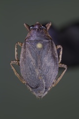 Belostoma testaceum