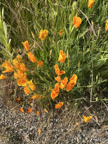 Otra foto de California poppy