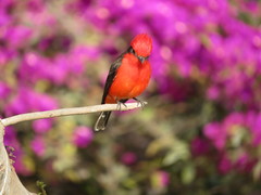 Pyrocephalus rubinus