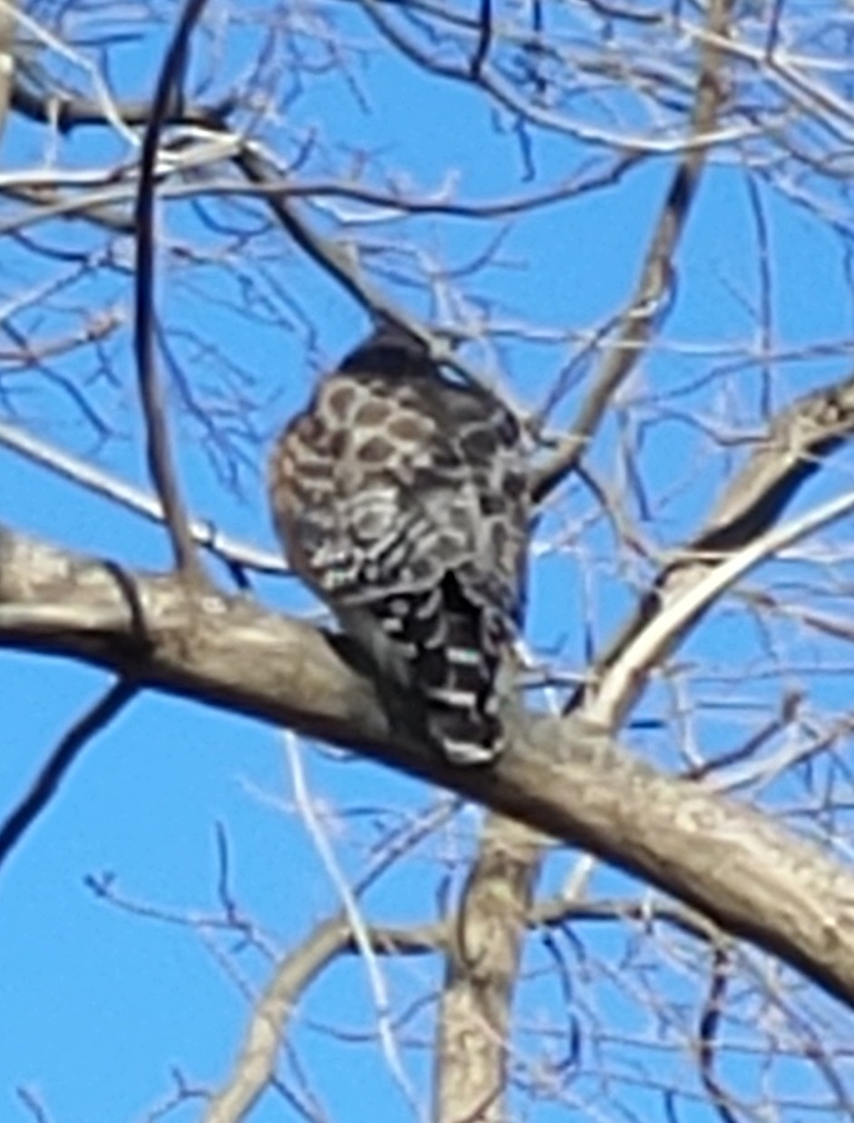 Buteo lineatus (Gmelin, 1788)