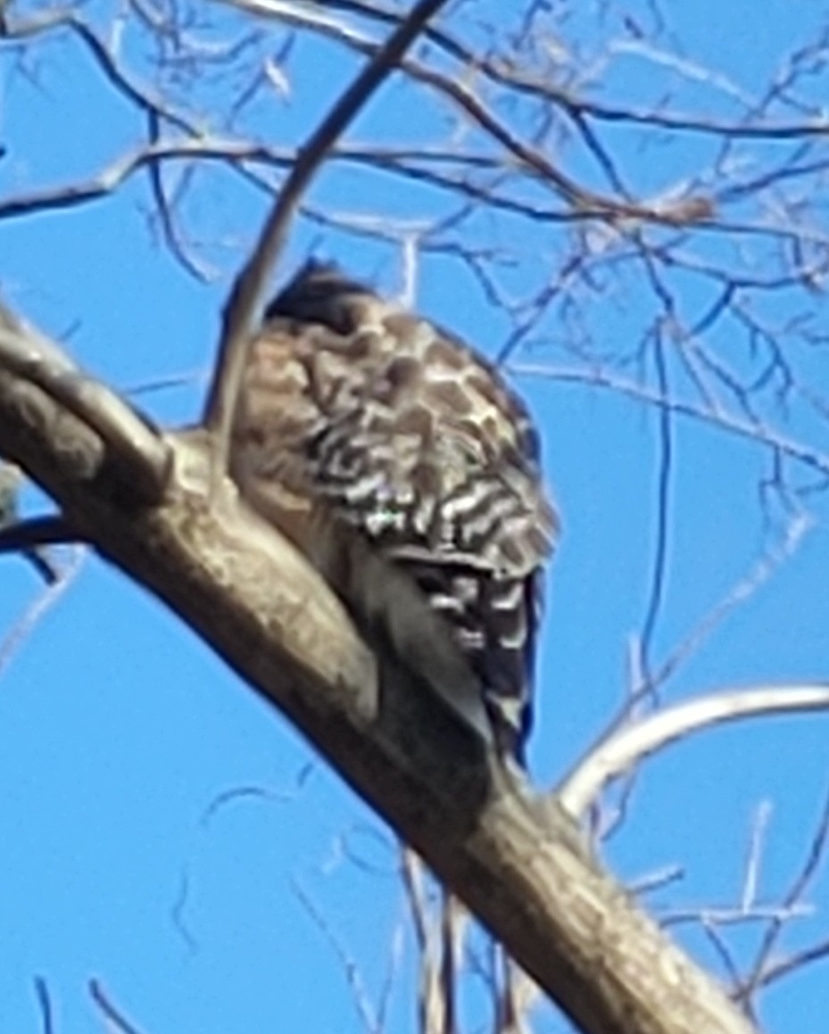 Buteo lineatus (Gmelin, 1788)