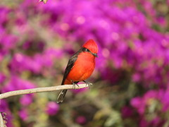 Pyrocephalus rubinus