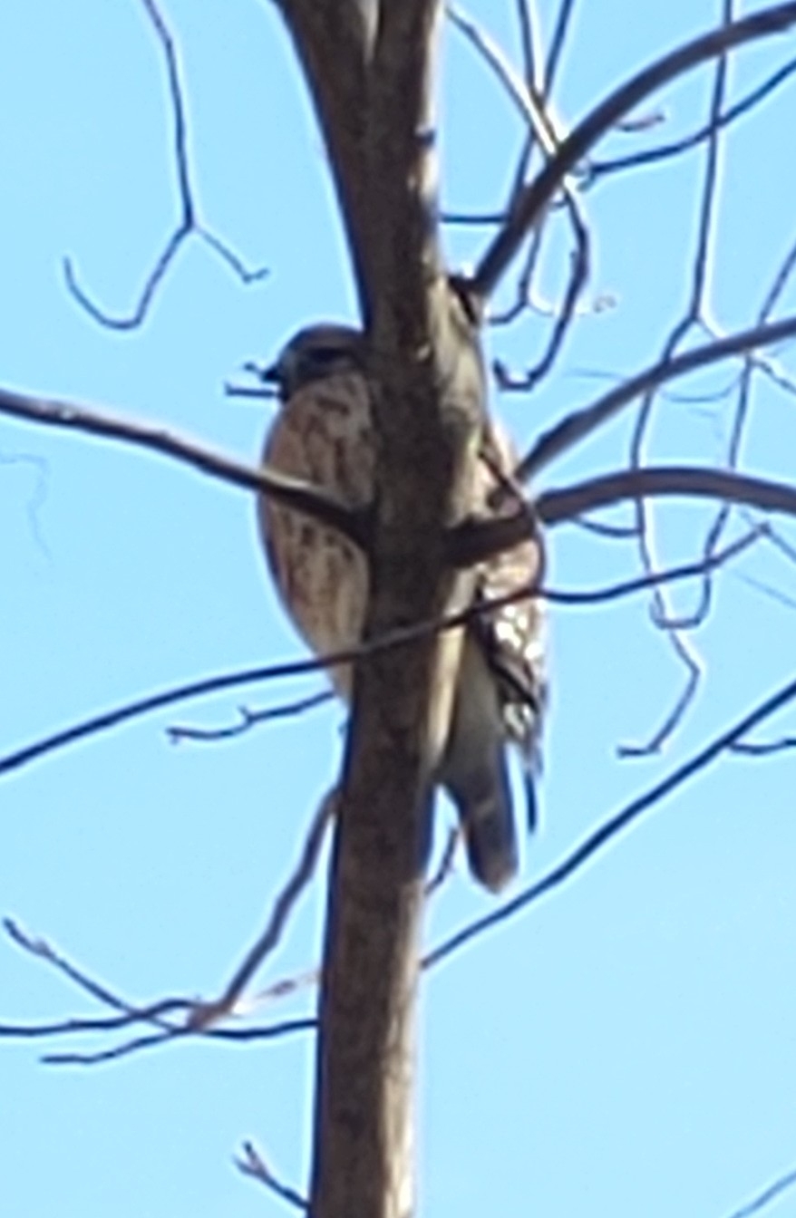Buteo lineatus (Gmelin, 1788)