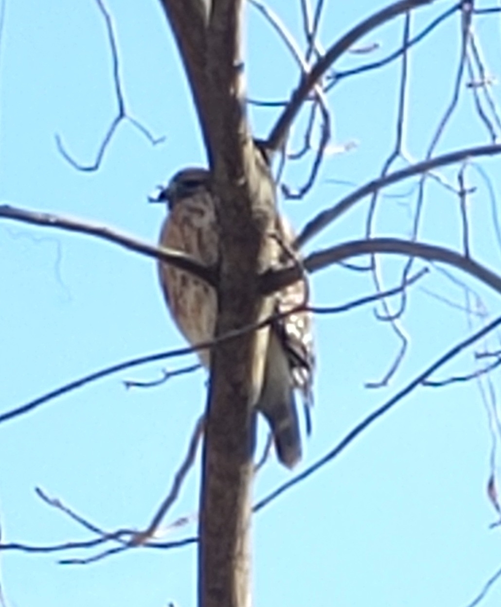 Buteo lineatus (Gmelin, 1788)